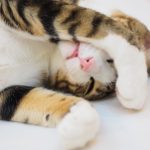 猫を飼いたい!でもアパートだから飼えない…猫カフェでも行くしかないのかな?
