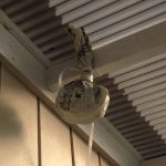 アシナガバチの巣を作らせないための最も簡単な方法!ダミーの巣を設置した結果は?